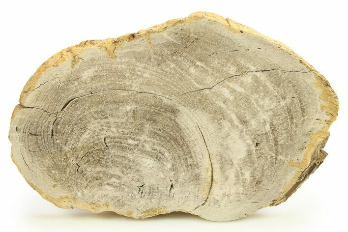Polished Petrified Wood Slab - Sweet Home, Oregon #289033